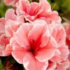 All Ornamental Shrubs * | Rhododendron Encore Sunburst ('Roblet') (Pbr) (Encore Azalea Series) | 3 Litre Pot