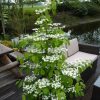 All Ornamental Shrubs * | Viburnum Plicatum F. Tomentosum Kilimanjaro ('Jww1') (Pbr) | 12L Pot