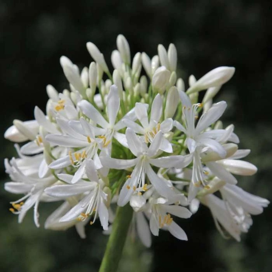 Agapanthus Plants * | Agapanthus Africanus Albus | 2L Pot