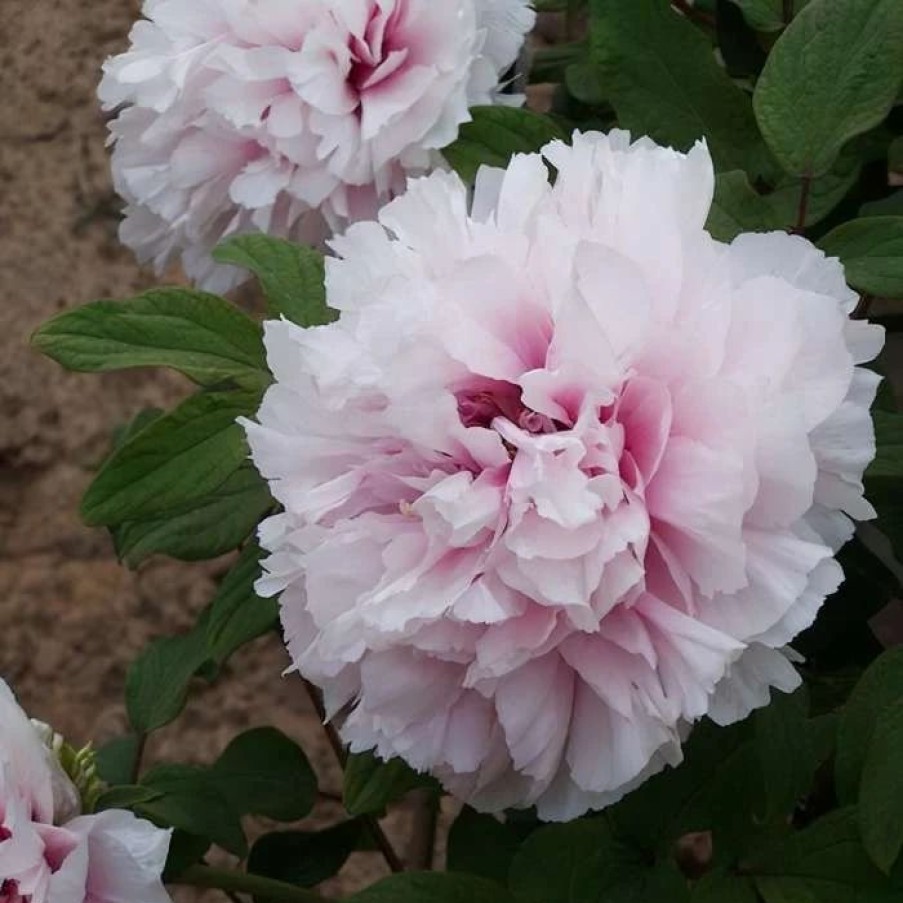 All Ornamental Shrubs * | Paeonia X Suffruticosa Xue Ying Tao Hua | 6Lt Potted Paeonia