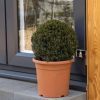 All Ornamental Shrubs * | Taxus Baccata Ball 30-35 Cm | 4L Pot