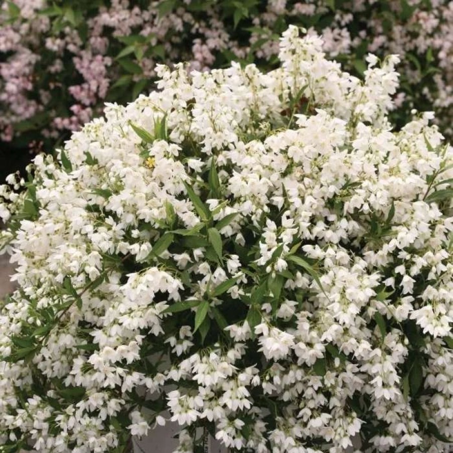 All Ornamental Shrubs * | Deutzia Rosea Yuki Snowflake ('Ncdx1') (Pbr) | 3L Pot