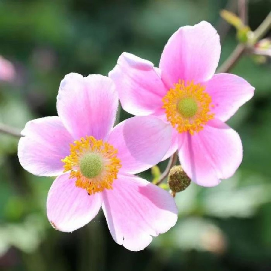 Anemone Plants * | Anemone Hybrida September Charm | 9Cm Pot