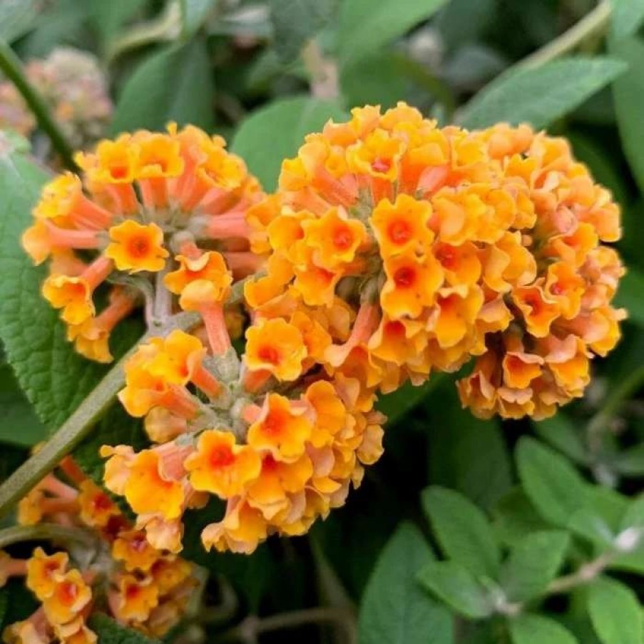 All Ornamental Shrubs * | Buddleja X Weyeriana Sungold | 2 Litre Pot