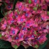 All Ornamental Shrubs * | Hydrangea Macrophylla Glam Rock ('Horwack') (Pbr) | 2 Litre Pot