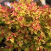 All Ornamental Shrubs * | Spiraea Japonica Goldflame | 2L Pot