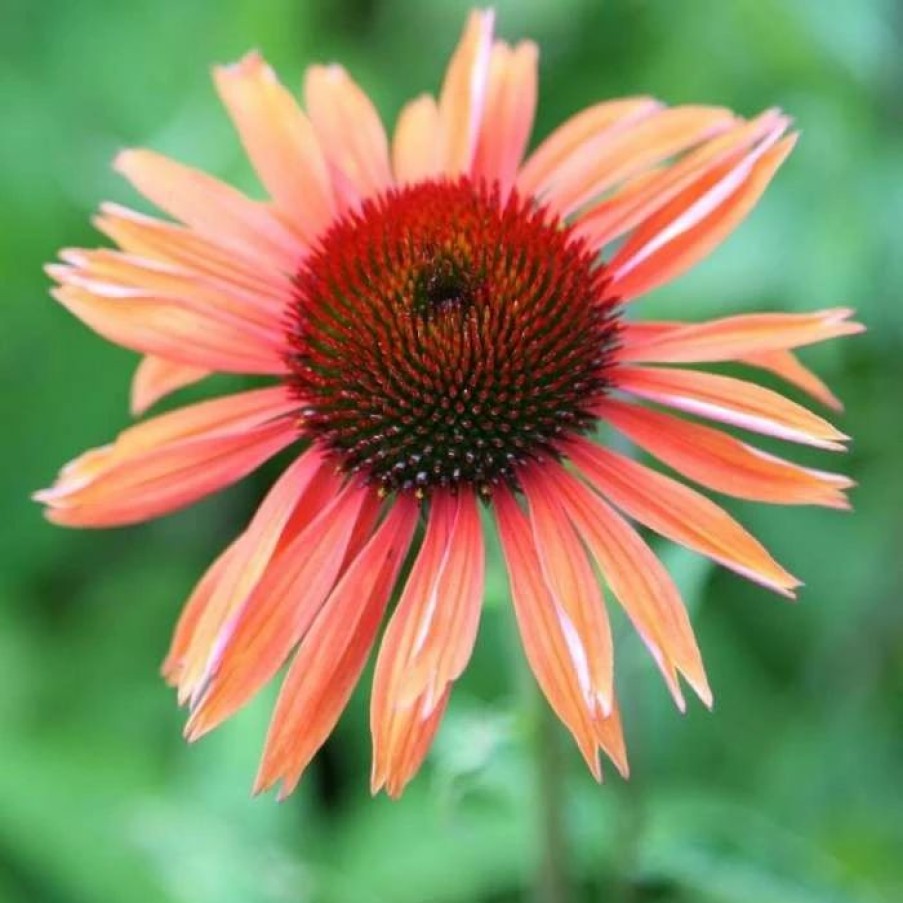 Echinacea Plants * | Echinacea Sundown (Pbr) (Big Sky Series) | 2 Litre Pot