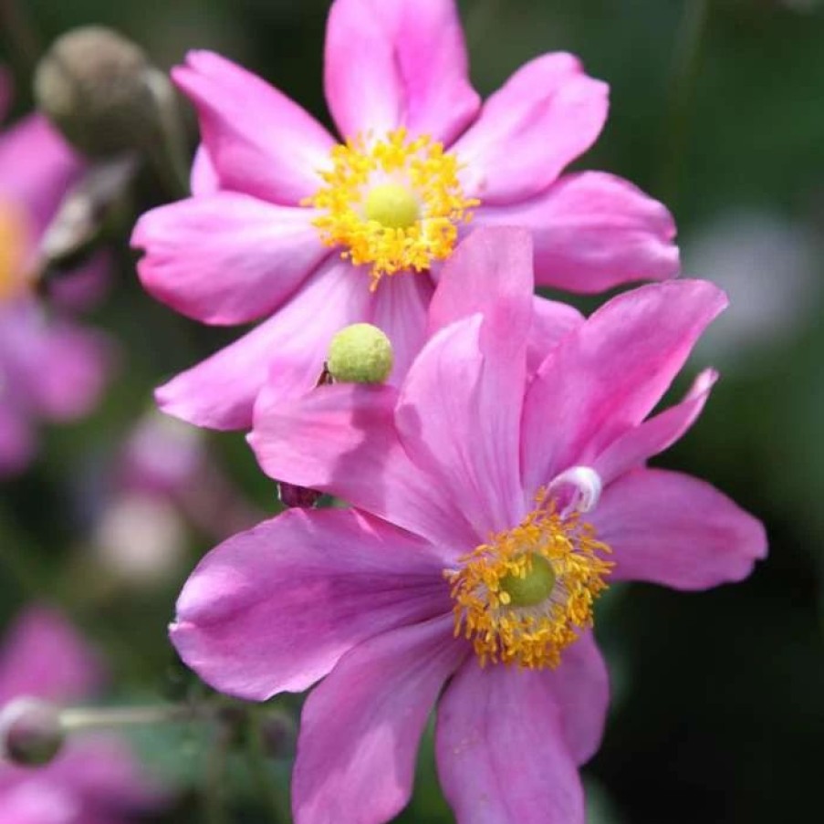 Anemone Plants * | Anemone Hupehensis Var. Japonica Prinz Heinrich | 9Cm Pot