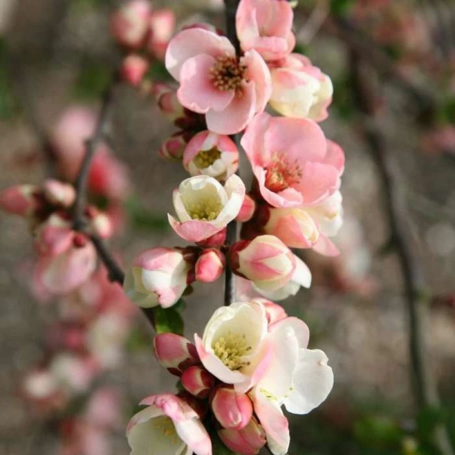 All Ornamental Shrubs * | Chaenomeles Speciosa Moerloosei | 2L Pot