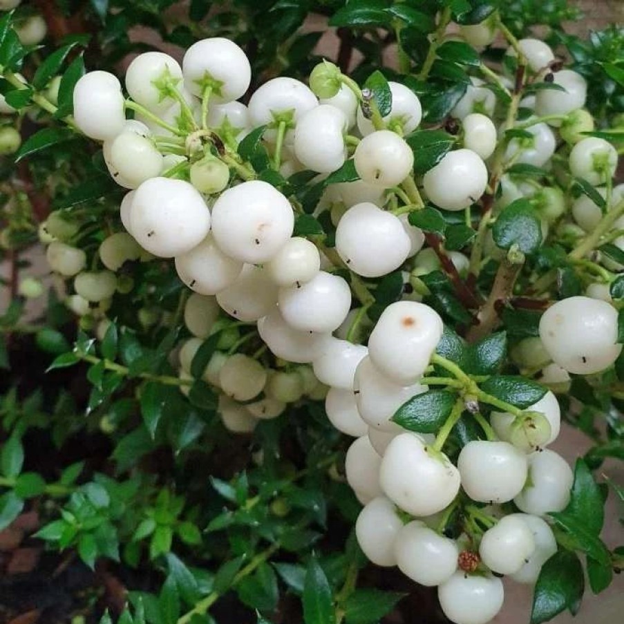 All Ornamental Shrubs * | Gaultheria Mucronata Sneeuwwitje | 3L Pot