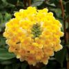 All Ornamental Shrubs * | Edgeworthia Chrysantha Grandiflora | 12L Pot