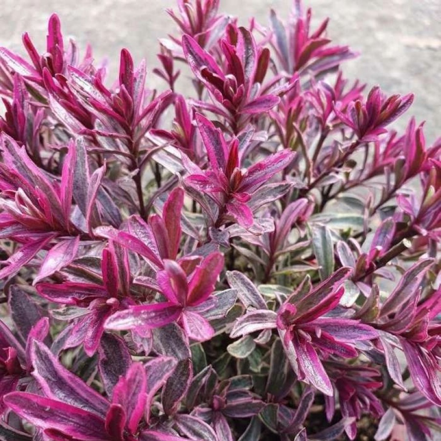 All Ornamental Shrubs * | Hebe Burning Heart | 2 Litre Pot