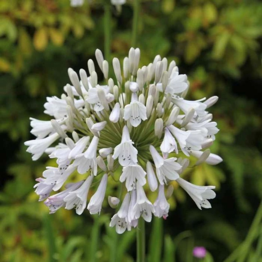 Agapanthus Plants * | Agapanthus Windsor Grey | 9Cm Pot