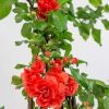 All Ornamental Shrubs * | Chaenomeles Speciosa Orange Storm (Pbr) | 3L Pot