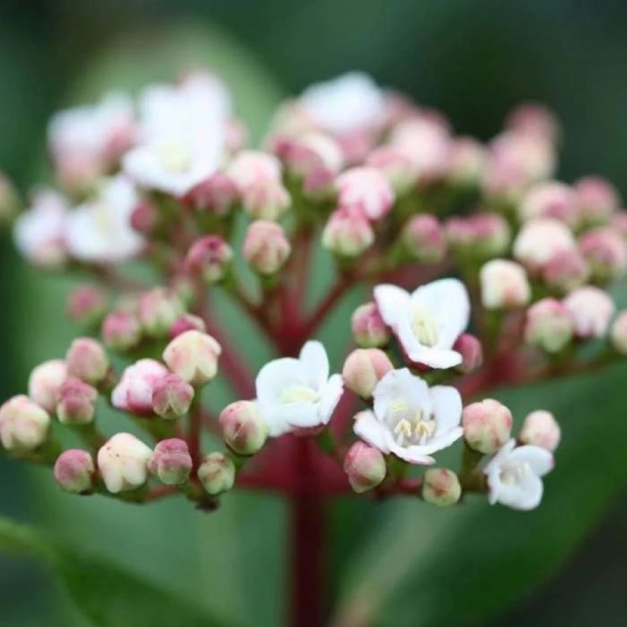 All Ornamental Shrubs * | Viburnum Tinus | 12L Pot