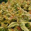 All Ornamental Shrubs * | Diervilla Splendens Honey Surprise ('Diwibru02) (Pbr) | 2L Pot