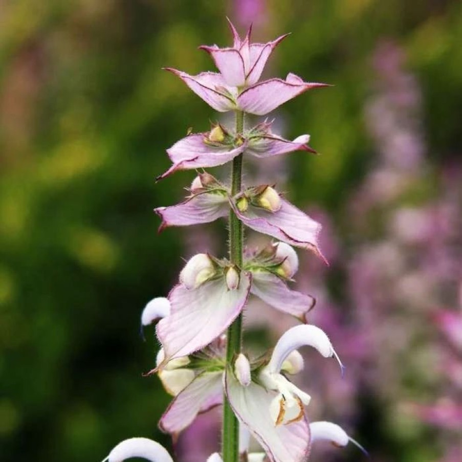 Salvia Plants * | Salvia Sclarea | Approx 100 Seeds