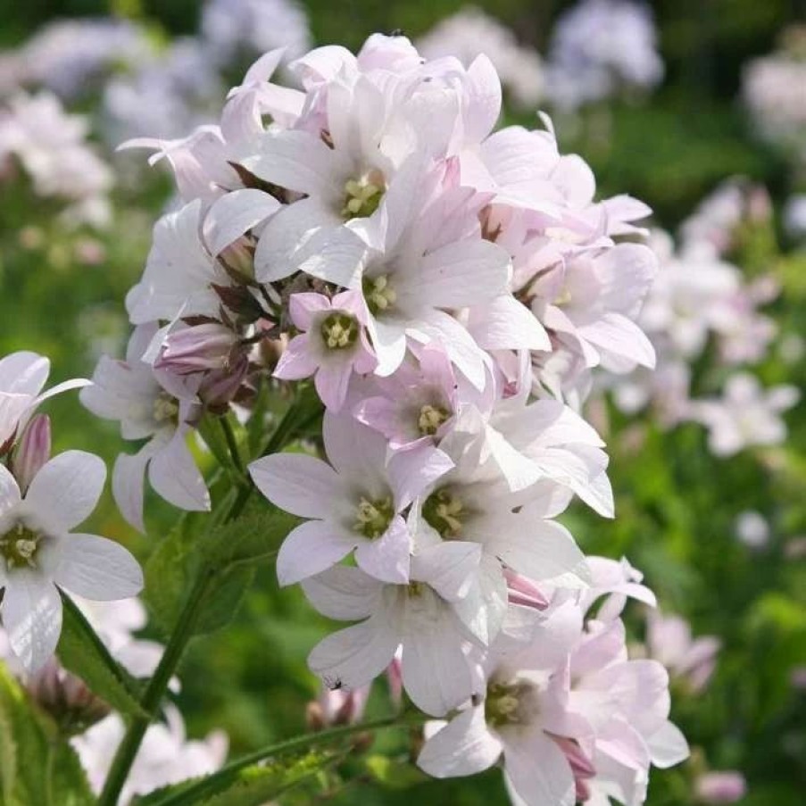 Campanula Plants * | Campanula Lactiflora Loddon Anna | 9Cm Pot