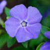 All Ornamental Shrubs * | Vinca Minor Bowles'S Variety | 9Cm Pot