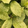 All Ornamental Shrubs * | Aucuba Japonica Pepperspot (Pbr) | 2L Pot