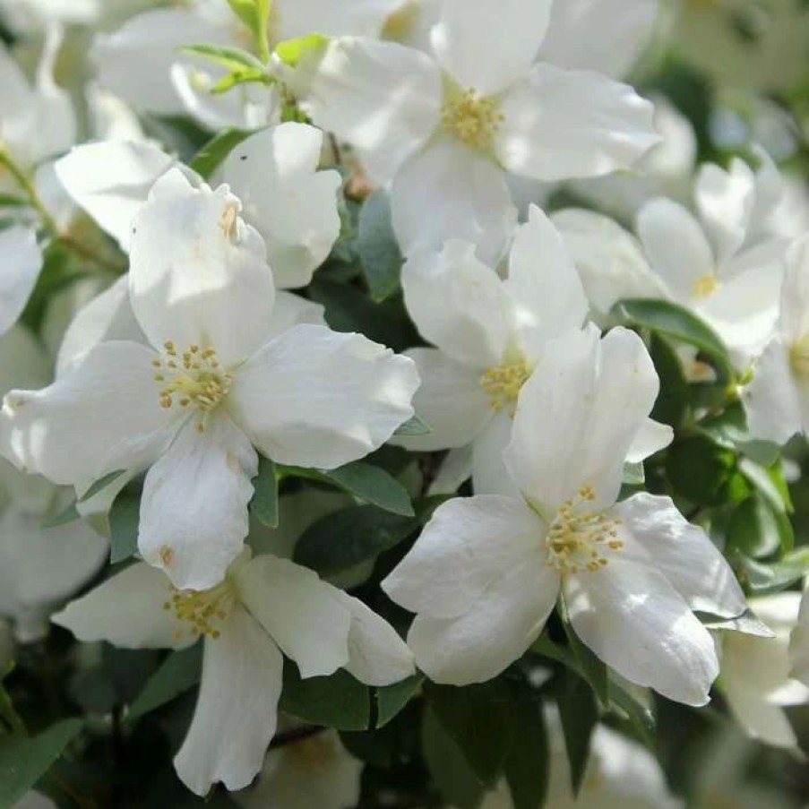 All Ornamental Shrubs * | Philadelphus Dame Blanche | 2 Litre Pot