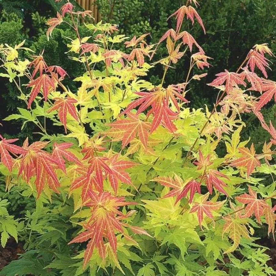 All Ornamental Shrubs * | Acer Palmatum Orange Dream | 12L Pot