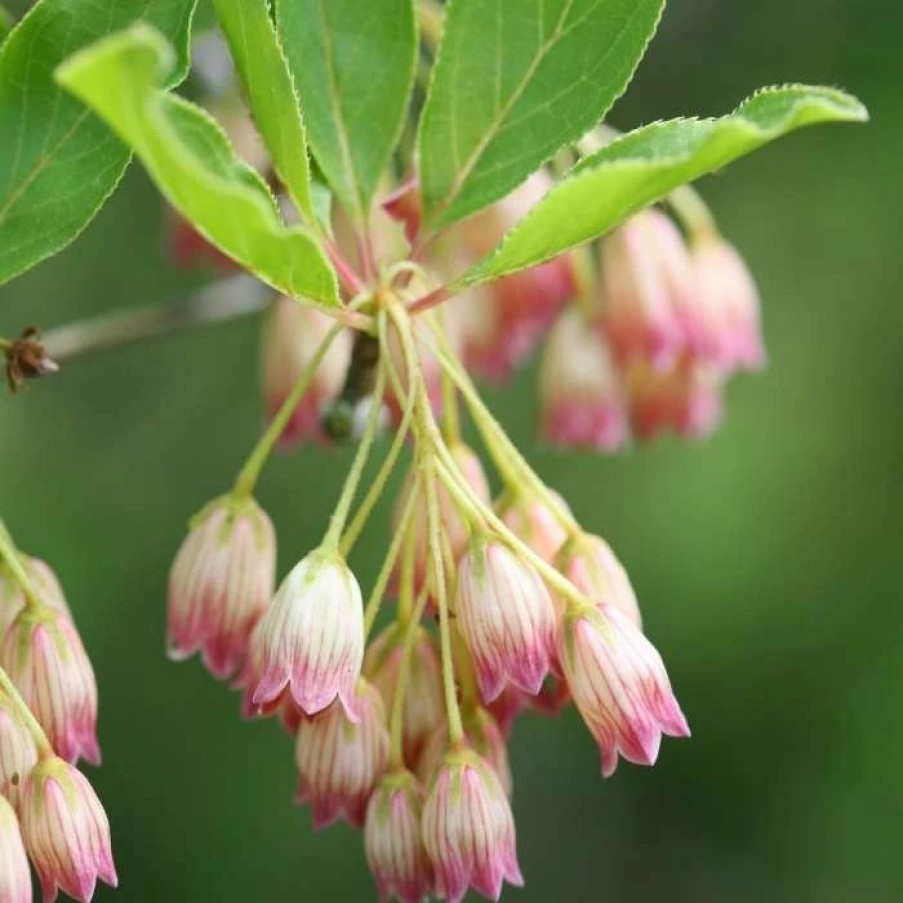 All Ornamental Shrubs * | Enkianthus Campanulatus | 2L Pot