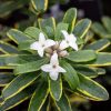 All Ornamental Shrubs * | Daphne X Transatlantica Summer Ice | 1.5 Litre Pot