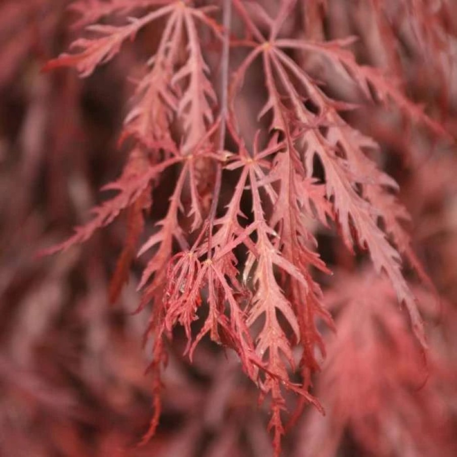 All Ornamental Shrubs * | Acer Palmatum Garnet | 3L Pot