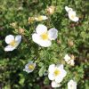 All Ornamental Shrubs * | Potentilla Fruticosa Abbotswood | 3L Pot