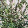 All Ornamental Shrubs * | Gaultheria Mucronata Mascula | 3L Pot