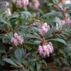 All Ornamental Shrubs * | Arctostaphylos Uva-Ursi | 2 Litre Pot