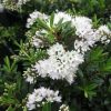 All Ornamental Shrubs * | Hebe Celine | 2 Litre Pot