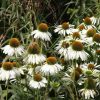 Echinacea Plants * | Echinacea Purpurea White Swan | 2L Pot