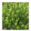 All Ornamental Shrubs * | 15Cm Box | Buxus Sempervirens | 9Cm Pot