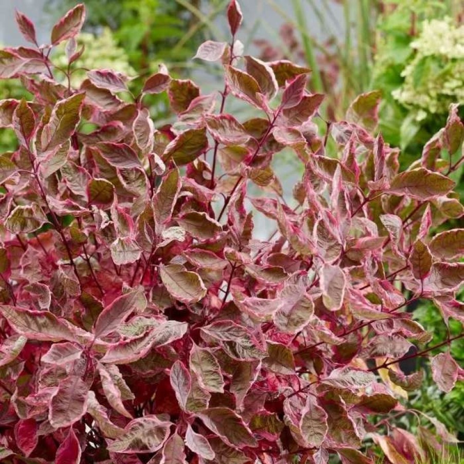 All Ornamental Shrubs * | Cornus Alba Miracle ('Verpaalen2') (Pbr) | 12L Pot