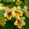 All Ornamental Shrubs * | Weigela Middendorffiana Mango | 2L Pot