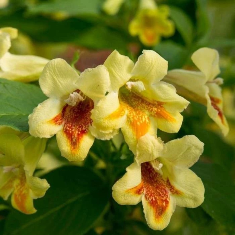 All Ornamental Shrubs * | Weigela Middendorffiana Mango | 2L Pot