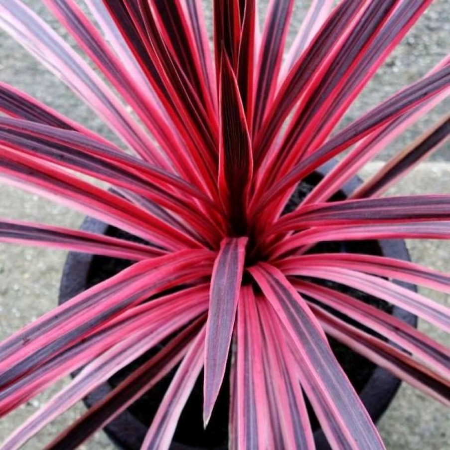 All Ornamental Shrubs * | Cordyline Australis Pink Star | 7.5Lt Pot