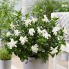 All Ornamental Shrubs * | Gardenia Jasminoides Double Diamonds ('Leefour') ( Pbr) | 1.5 Litre Pot