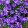 Campanula Plants * | Campanula Carpatica Blaue Clips | 2L Pot