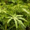 All Ornamental Shrubs * | Fatsia Polycarpa Green Fingers | 2 Litre Pot