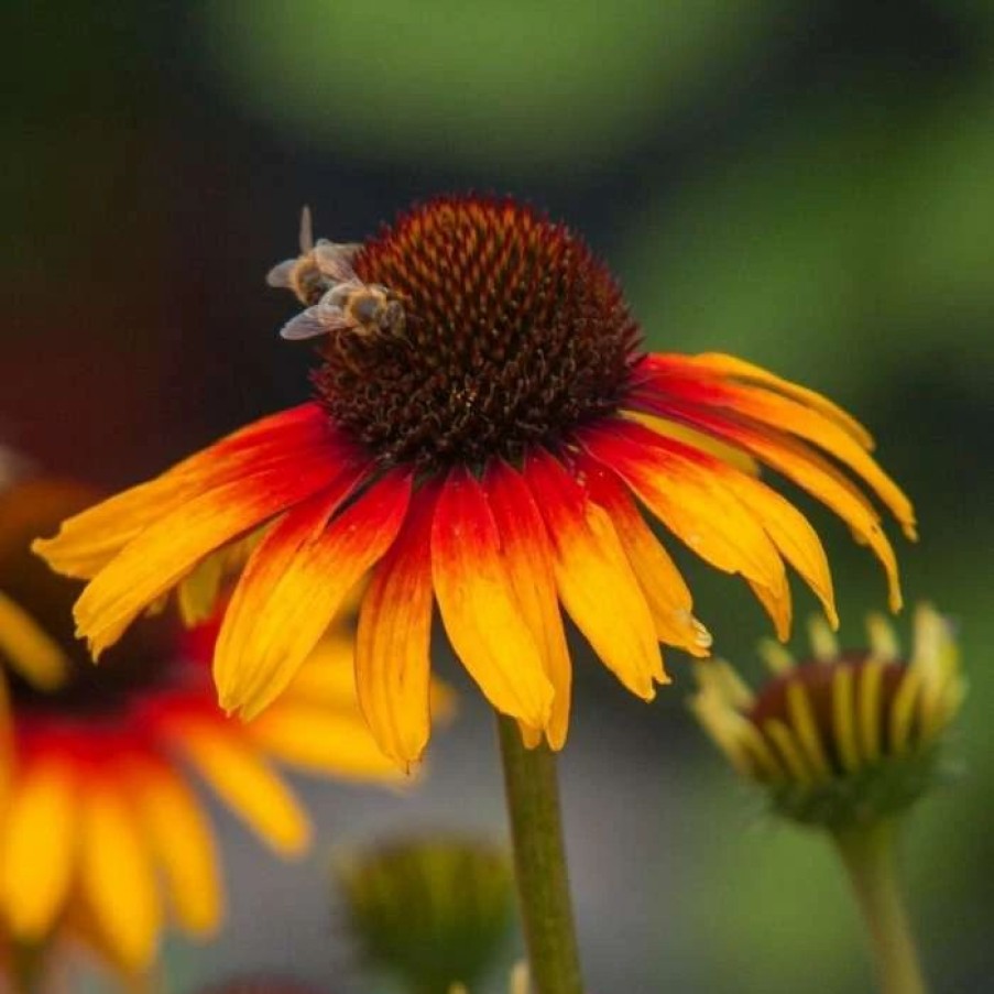 Echinacea Plants * | Echinacea Parrot (Fine Feathered Series) | 9Cm Pot