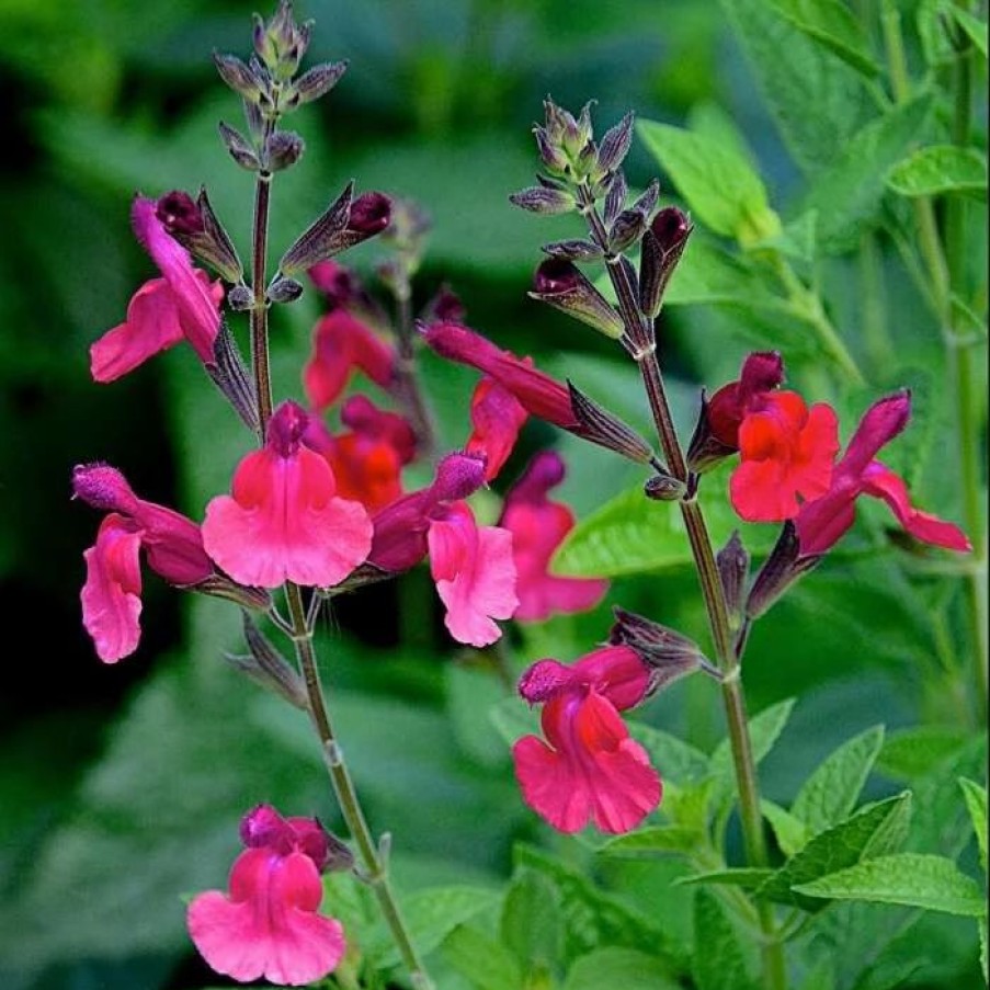 Salvia Plants * | Salvia Microphylla Wine And Roses | 9Cm Pot