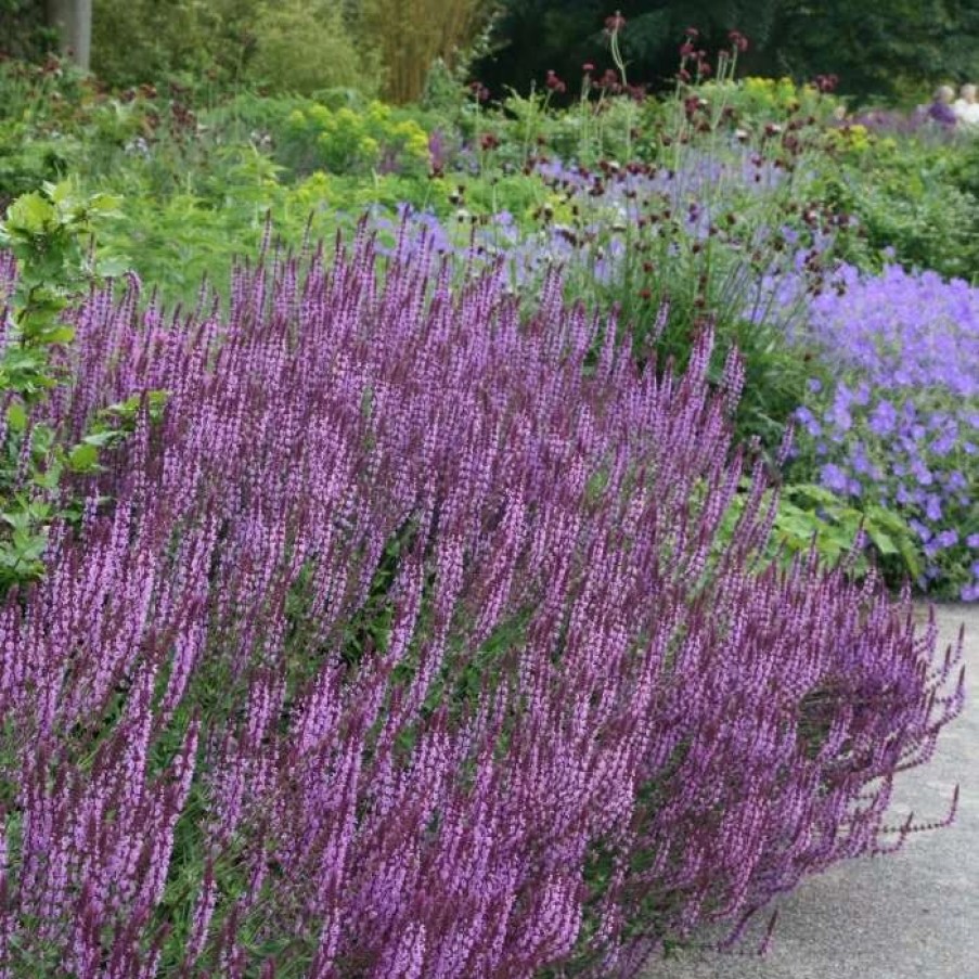 Salvia Plants * | Salvia Nemorosa Amethyst | 9Cm Pot