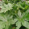 All Ornamental Shrubs * | Fatsia Japonica | 7.5L Pot