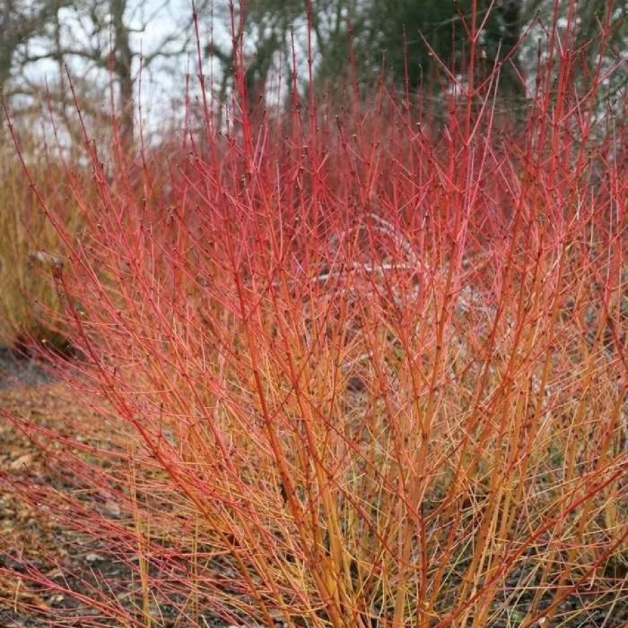 All Ornamental Shrubs * | Cornus Sanguinea Midwinter Fire | 12L Pot