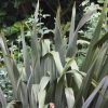 All Ornamental Shrubs * | Phormium Tenax | 2 Litre Pot