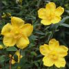 All Ornamental Shrubs * | Hypericum X Moserianum | 2 Litre Pot