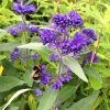 All Ornamental Shrubs * | Caryopteris Clandonensis Dark Knight | 2L Pot